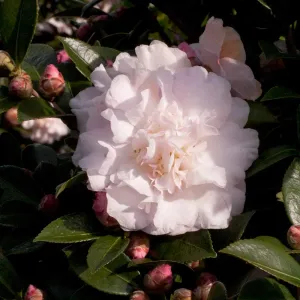 October Magic Dawn Camellia (2.5 Quart) Flowering Evergreen Shrub with Pink and White Blooms - Full Sun to Part Shade Live Outdoor Plant - Southern Living Plants